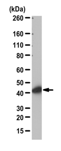 MilliporeSigma anti-beta Actin, Polyclonal 100&mu;g, Unlabeled:Antibodies,